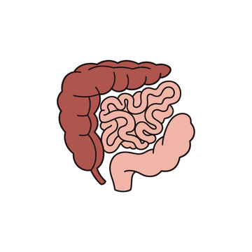 Human Large and Small Intestine Anatomy.
