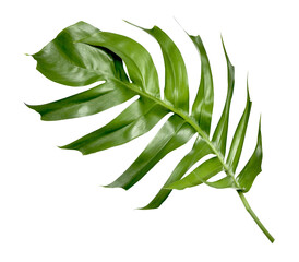 tropical monstera palm leaf tree background © studio2013