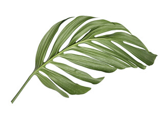 Leaves of Monstera deliciosa plant on a transparent background. © studio2013