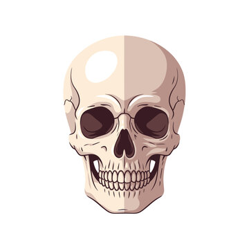 Human Skull Illustration with Teeth.