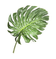 tropical monstera palm leaf tree background © studio2013