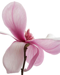 Elegant pink magnolia blossom on branch isolated on transparent background with clipping path. Spring floral botanical image ideal for wedding, decoration and nature design projects © DEWINs