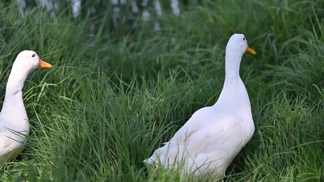 Pareja de patos en cesped