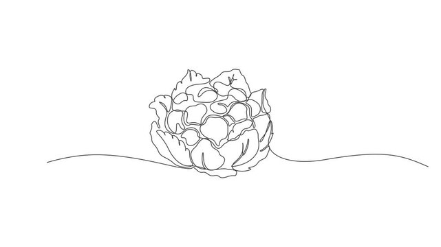 black and white flower,Animated self drawing of single continuous line draw whole healthy organic cauliflower for farm logo identity.