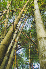 Fototapeta premium Sustainable Bamboo Forest Perspective with Vertical Low Angle View of Tropical Grove for Wellness and Eco Friendly Social Media Ad Concept