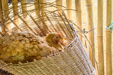 Hen hatching eggs in straw nest  inside a wooden chicken coop © Anucha