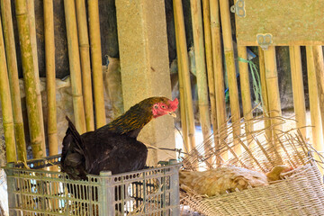 Hen hatching eggs in straw nest  inside a wooden chicken coop © Anucha