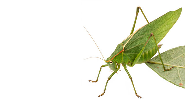Wild bright green grasshopper or katydid insect standing alertly with detailed camouflage skin on transparent background