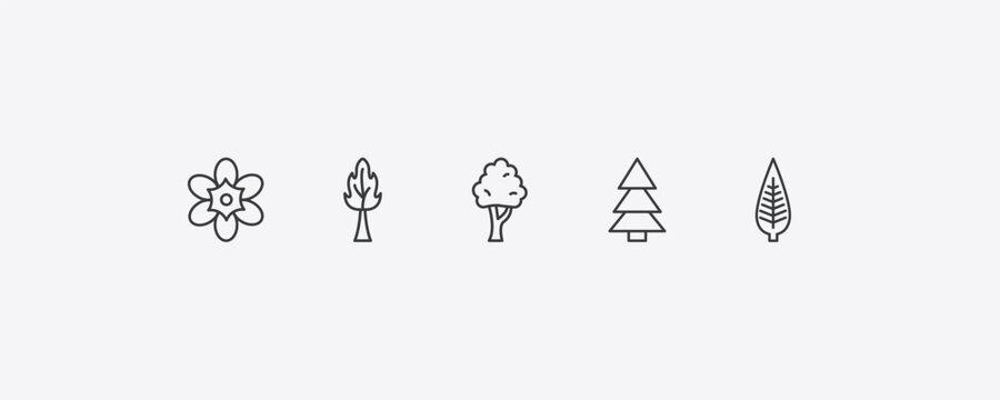 nature outline icon set. thin line freesia, the maples tree, red pine tree, lanceolate icons. editable vector