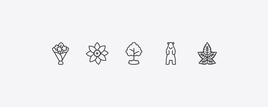 nature outline icon set. thin line flower bouquet, jonquil, polar, liquidambar leaf icons. editable vector