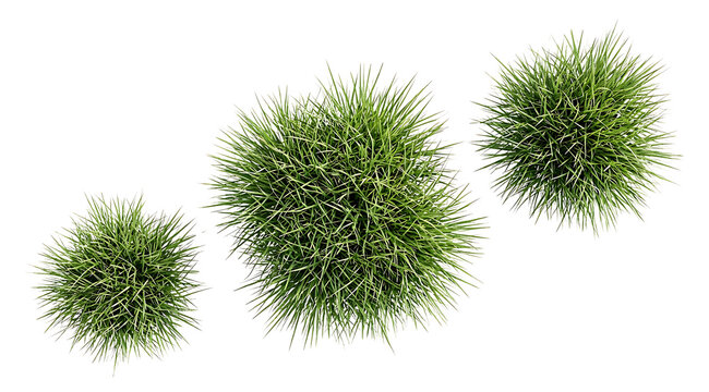 Overhead view of a cluster of lush green grass tufts against a white background