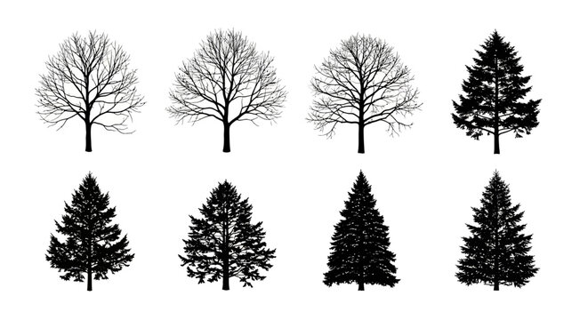 silhouette of diverse trees including bare deciduous and evergreen conifers