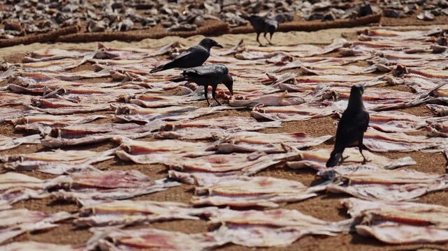 Crows feeding on dried fish scattered on the ground at a traditional fish market in Sri Lanka.