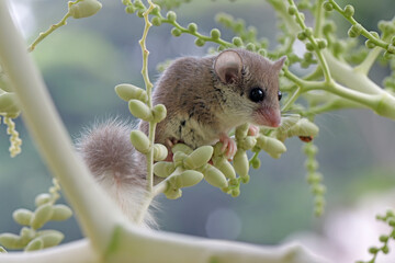 Adorable African pygmy dormice on palm tree, Close-up African pygmy dormice climbing on palm tree