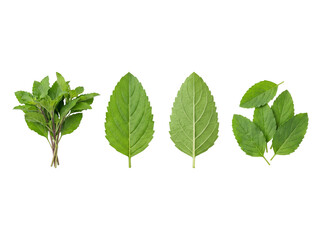 Fototapeta premium Fresh green Thai holy basil leaves multi-angle asset pack with single leaf and sprig variations, isolated on transparent background shadowless culinary resource.