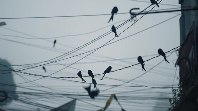 View of birds perched on tangled power lines against an overcast sky in Bogura, Rajshahi Division, Bangladesh.