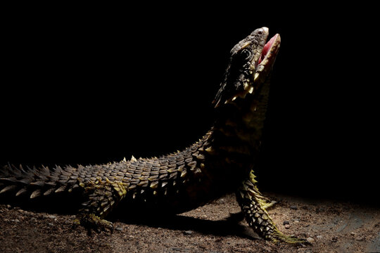 The Sungazer (Smaug giganteus) is a species of lizard from sub-Saharan Africa. The Sungazer isolated on black background