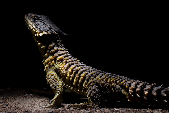 The Sungazer (Smaug giganteus) is a species of lizard from sub-Saharan Africa. The Sungazer isolated on black background