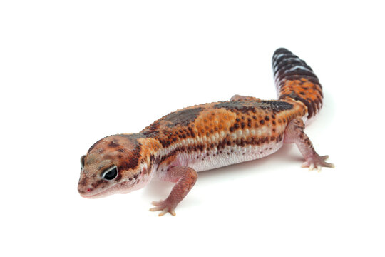 African fat-tailed gecko isolated background, African fat-tailed gecko isolated on white background, Close-up african fat tail gecko