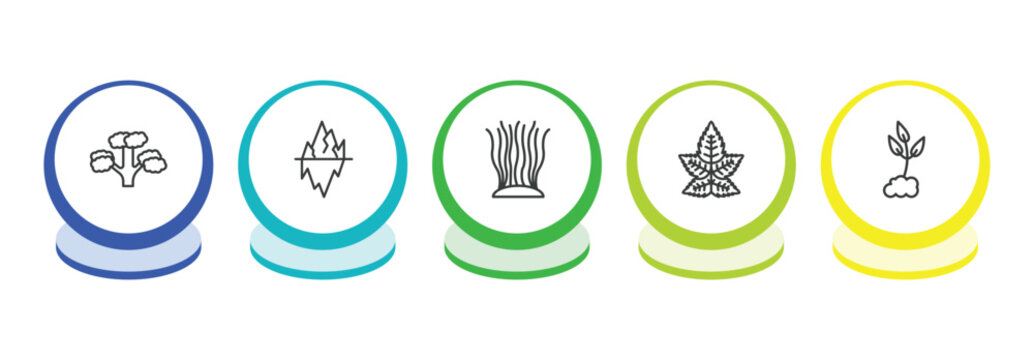 nature outline icon set. thin line pitch pine tree, iceberg, fasciculate, liquidambar leaf icons. editable vector
