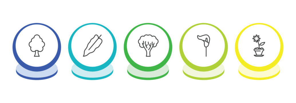 nature outline icon set. thin line american elm tree, philodendron, paper birch tree, lily icons. editable vector