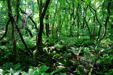 Obraz premium old wild forest in the spring sunlight 