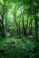 Obraz premium old wild forest in the spring sunlight 
