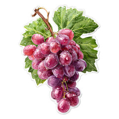 Fototapeta premium Professional Purple Grape Sticker on Transparent Background for Creative Designs