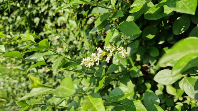 Ligustrum japonicum,Japanese privet or the Wax leaf privet plant and flowers