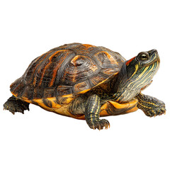 Obraz premium Turtle Isolated Transparent Background PNG for Professional Projects