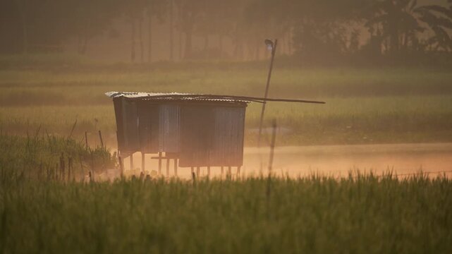 View of a small corrugated metal shack on stilts standing in misty rice fields during a golden sunrise in Bogura, Rajshahi Division, Bangladesh.