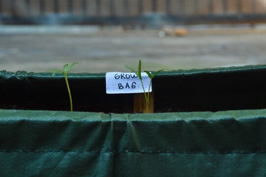 Close up photograph showing young water spinach seedlings newly transplanted into a green grow bag container for early vegetable cultivation at home garden.
