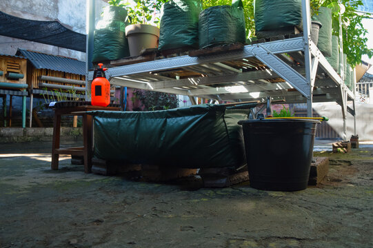 Quarter right eye level photograph featuring newly transplanted water spinach seedlings inside a hedge bag with gardening equipment arranged beside a plant rack.