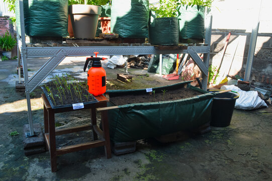 High angle left side photograph capturing water spinach seedlings being planted into prepared soil holes inside a hedge grow bag in a residential garden area.