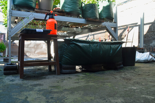 Quarter left angle image showing kangkung seedlings, orange hand sprayer, and prepared hedge grow bag during vegetable transplanting activity in a backyard garden.