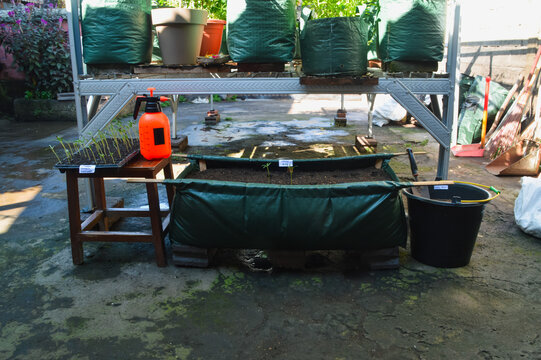 Center high angle image displaying newly transplanted kangkung seedlings, seedling tray, orange sprayer, and soil bucket arranged in an organized backyard gardening scene.