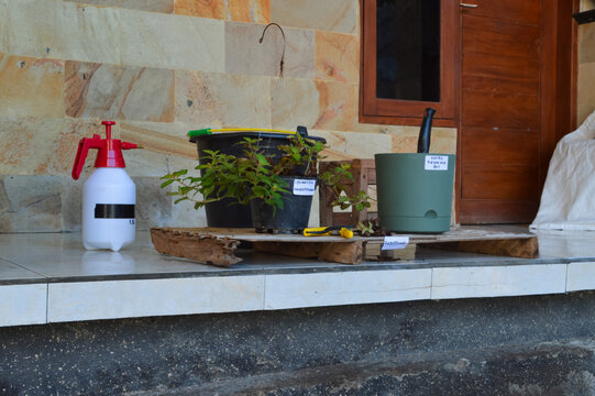 Quarter left eye level image featuring Golden Globes Loosestrife plant beside a nordic reservoir pot with hand sprayer, pruning scissors, and soil mixing bucket.