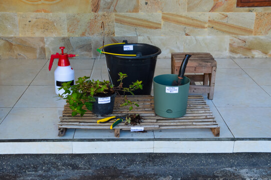 Center high angle photograph featuring Golden Globes Loosestrife plant, nordic reservoir pot, hand sprayer, and soil mixing container during repotting preparation outdoors.