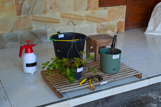 High angle left side image showing Golden Globes Loosestrife plant, pruning scissors, nordic reservoir planter, and gardening tools arranged neatly on a bamboo platform.