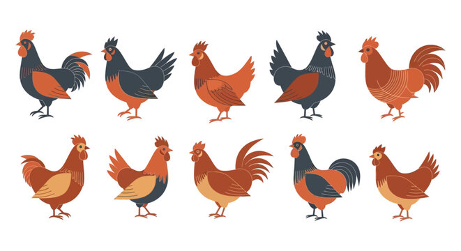 chicken rooster hen poultry illustration set depicting farm birds in a modern flat design vector art style on white background.