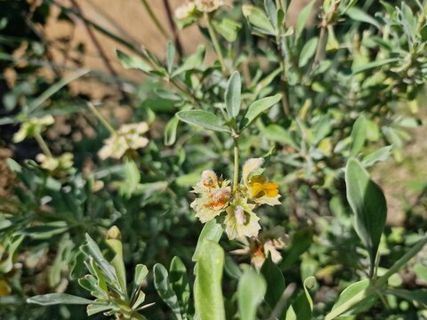 Pashtun tinjute or Rydingia plant and flowers