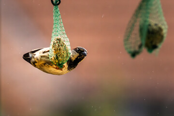 House sparrow (Passer domesticus) clinging horizontally to a titmouse food ball while feeding, capturing dynamic bird behavior and wildlife action in a natural garden setting © dreamcatcher