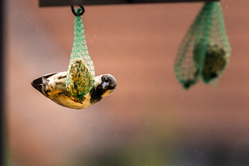 House sparrow (Passer domesticus) clinging horizontally to a titmouse food ball while feeding, capturing dynamic bird behavior and wildlife action in a natural garden setting © dreamcatcher