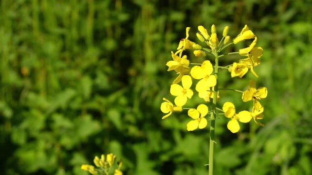 Close-up Yellow Mustard Flowers Blooming on Tall Stem Green Foliage Background 4K B-roll Agriculture Organic Food Source Seasonal Growth