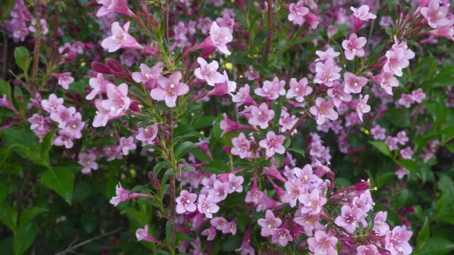 4K Broll Dense Pink Trumpet Flowers Blooming on Green Bush in Garden Delicate Floral Texture Outdoor Daylight Nature Background