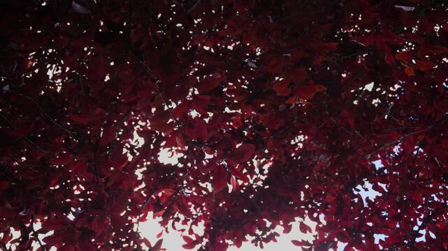 4K Overhead Dark Red Autumn Leaves Swaying Gentle Breeze Bright White Sky Sunlight Dappled Motion Background