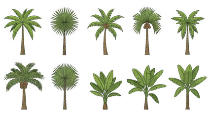 Naklejka premium tropical palm trees and banana plants vector illustration collection on white background perfect for summer vacation and nature designs