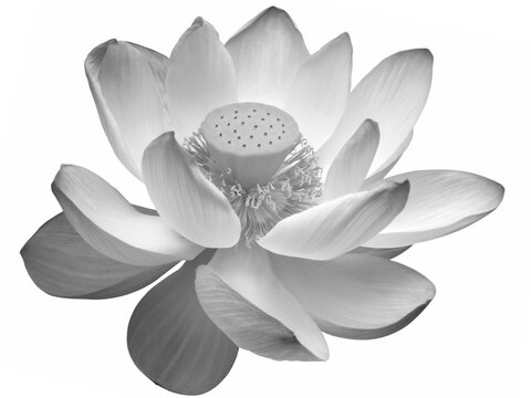 Fleur de n&eacute;nuphar 