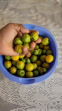 Hand Selecting Green And Ripe Hog Plums In Ceramic Bowl
