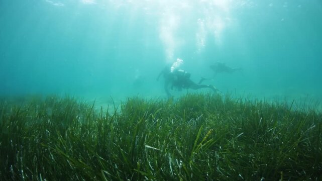 Scuba Divers Glide Through Seagrass in Crystal Clear Water with Sun Rays